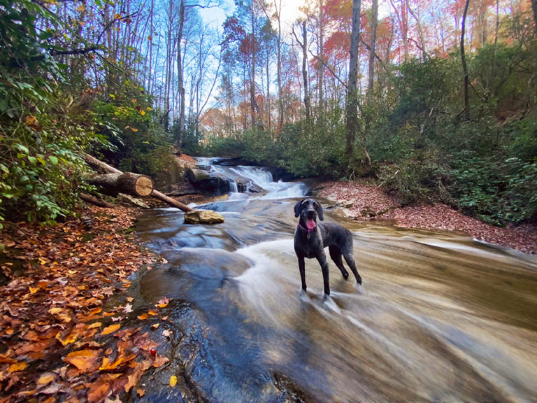 Brevard, NC & Raleigh, NC